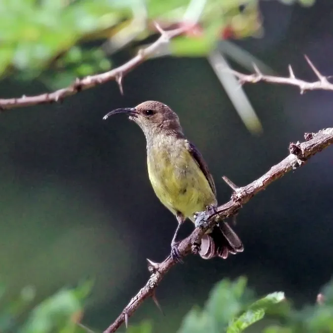 File:Variable sunbird (Cinnyris venustus falkensteini) female.jpg
