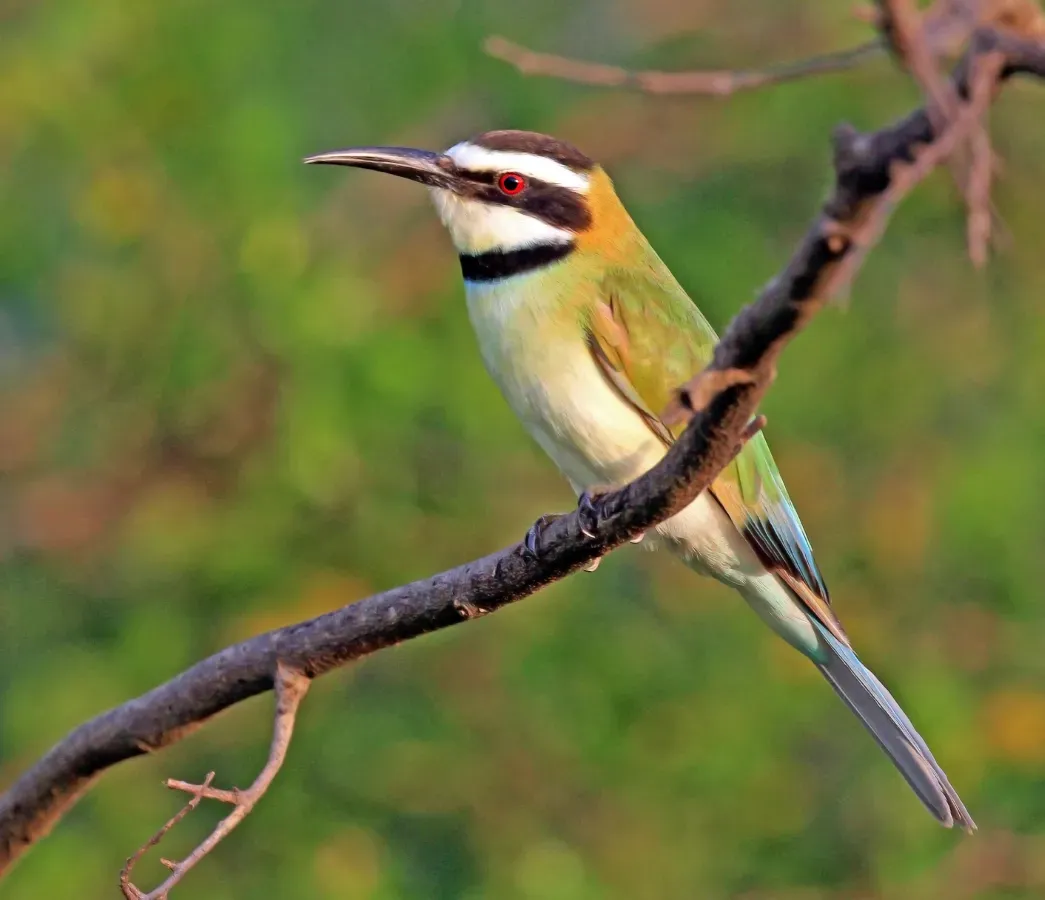 File:White-throated bee-eater (Merops albicollis) female.jpg