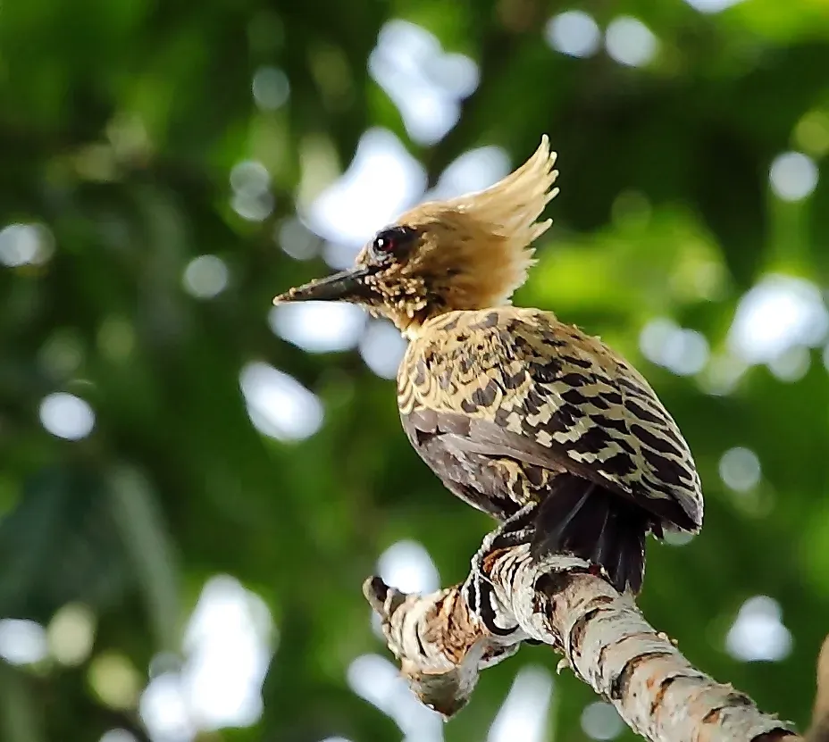 File:Celeus ochraceus - Ochre-backed woodpecker (female).jpg