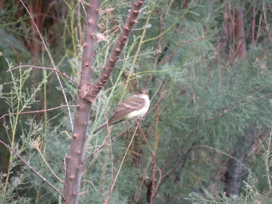 File:Empidonax traillii extimus (Southwestern willow flycatcher) USFS.jpg