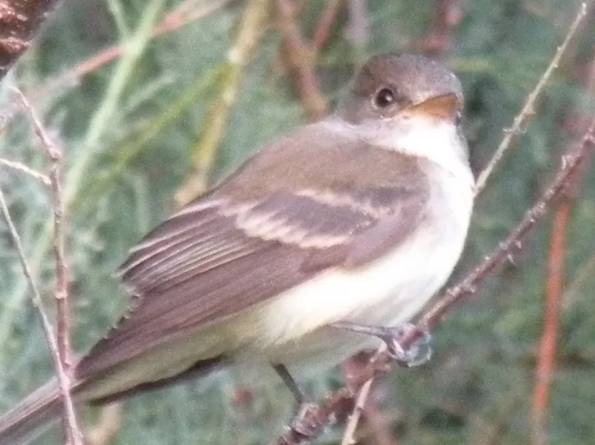 File:Empidonax traillii extimus (Southwestern willow flycatcher) USFS (cropped).jpg