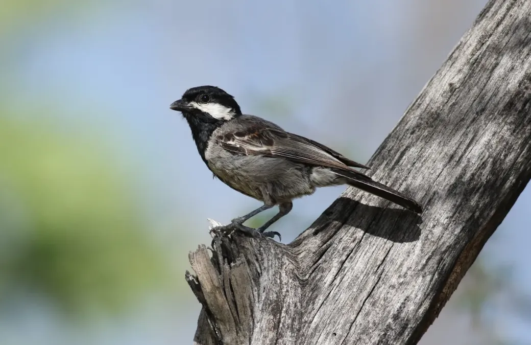 File:Melaniparus cinerascens.jpg