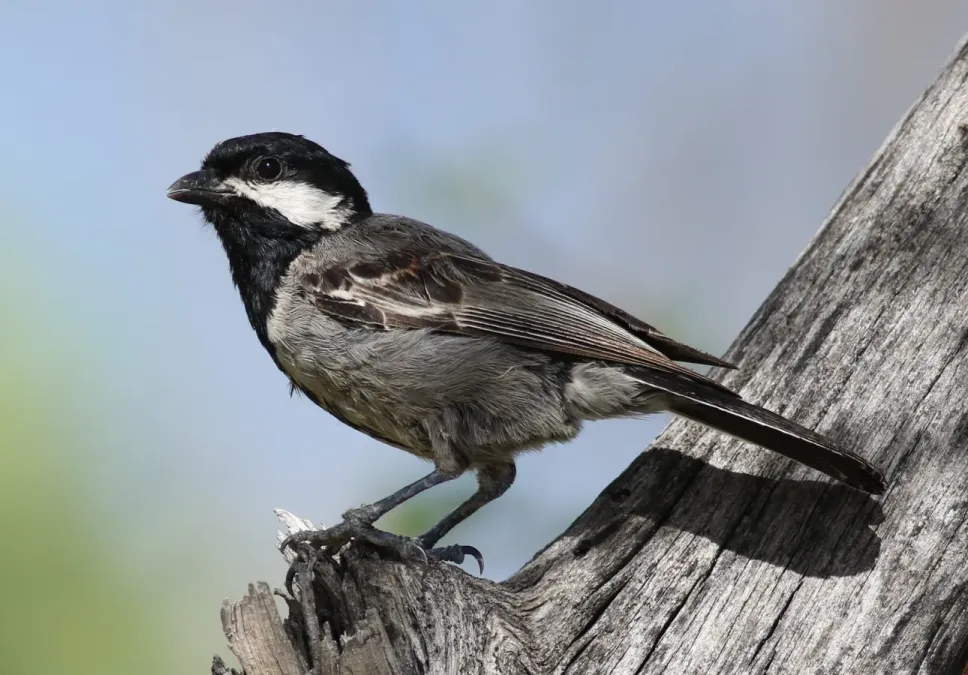 File:Melaniparus cinerascens (cropped).jpg