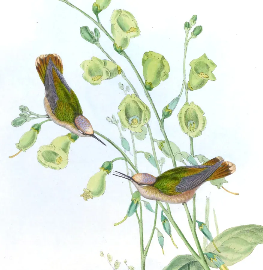File:Anthocephala floriceps (cropped).jpg