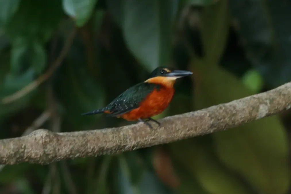 File:Chloroceryle inda -Madidi National Park -Bolivia-8a.jpg