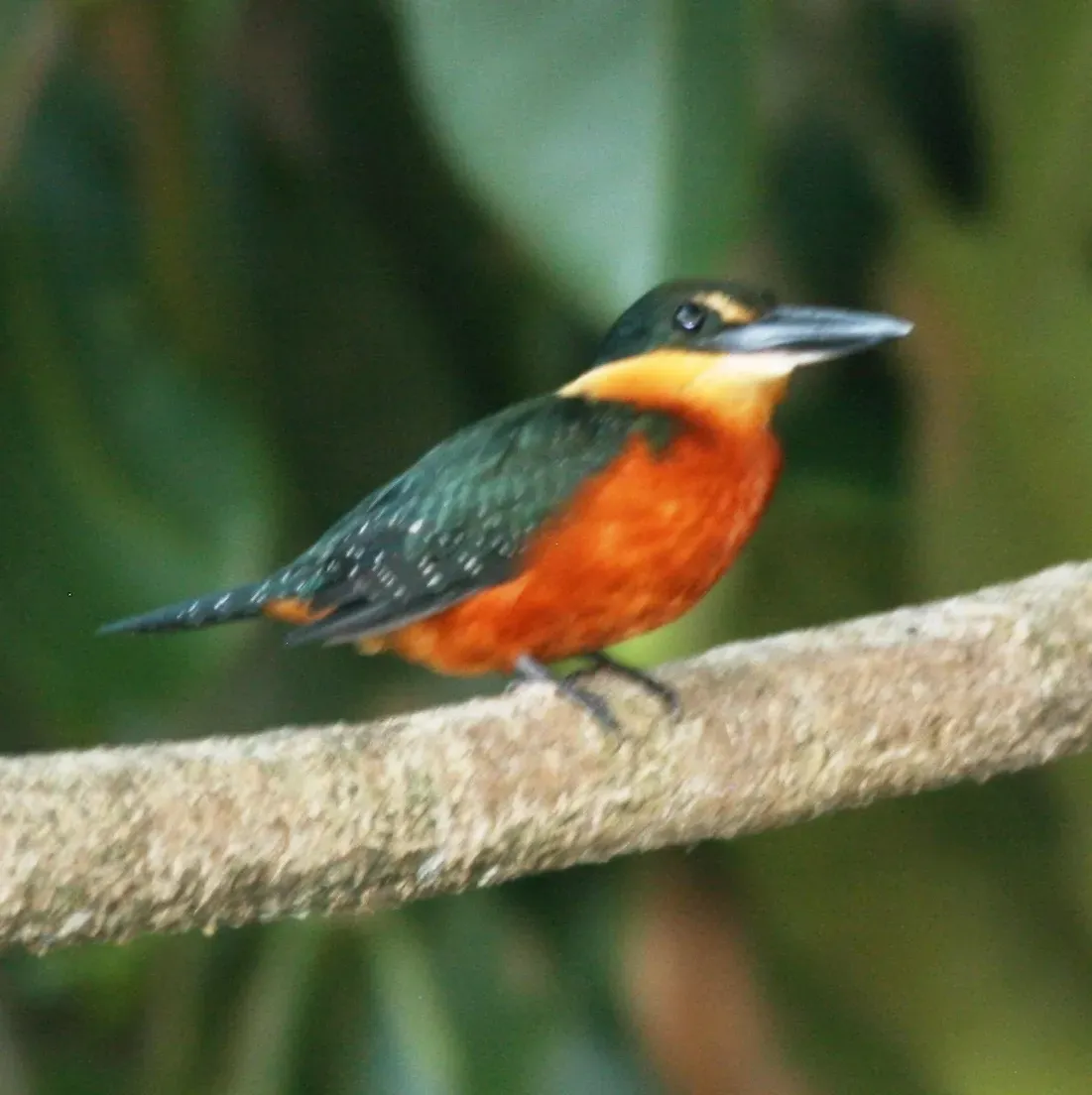 File:Chloroceryle inda -Madidi National Park -Bolivia-8a-4c.jpg