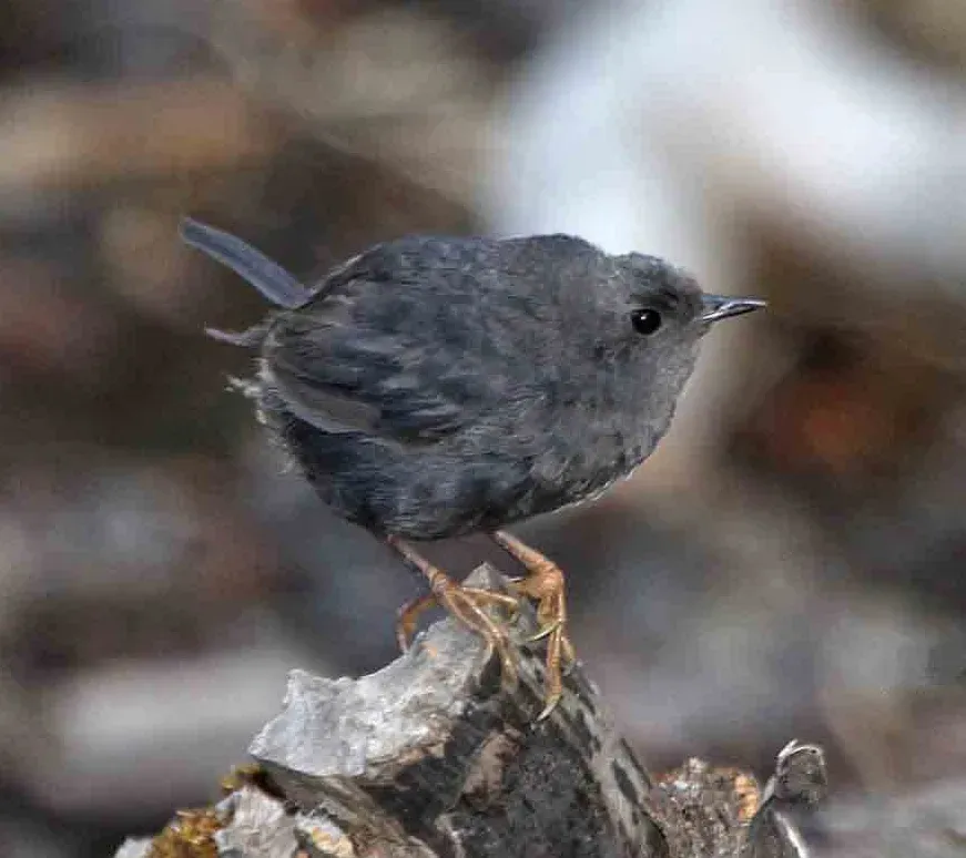 File:Scytalopus magellanicus - Magellanic tapaculo.jpg