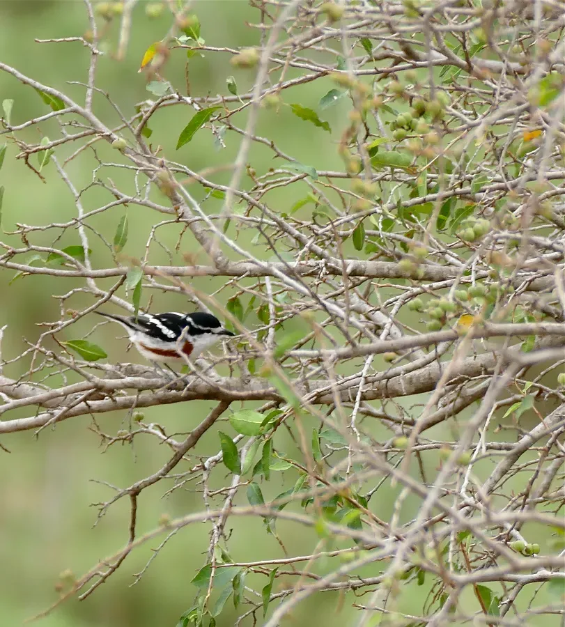 File:Brubru (Nilaus afer) (31890065430).jpg