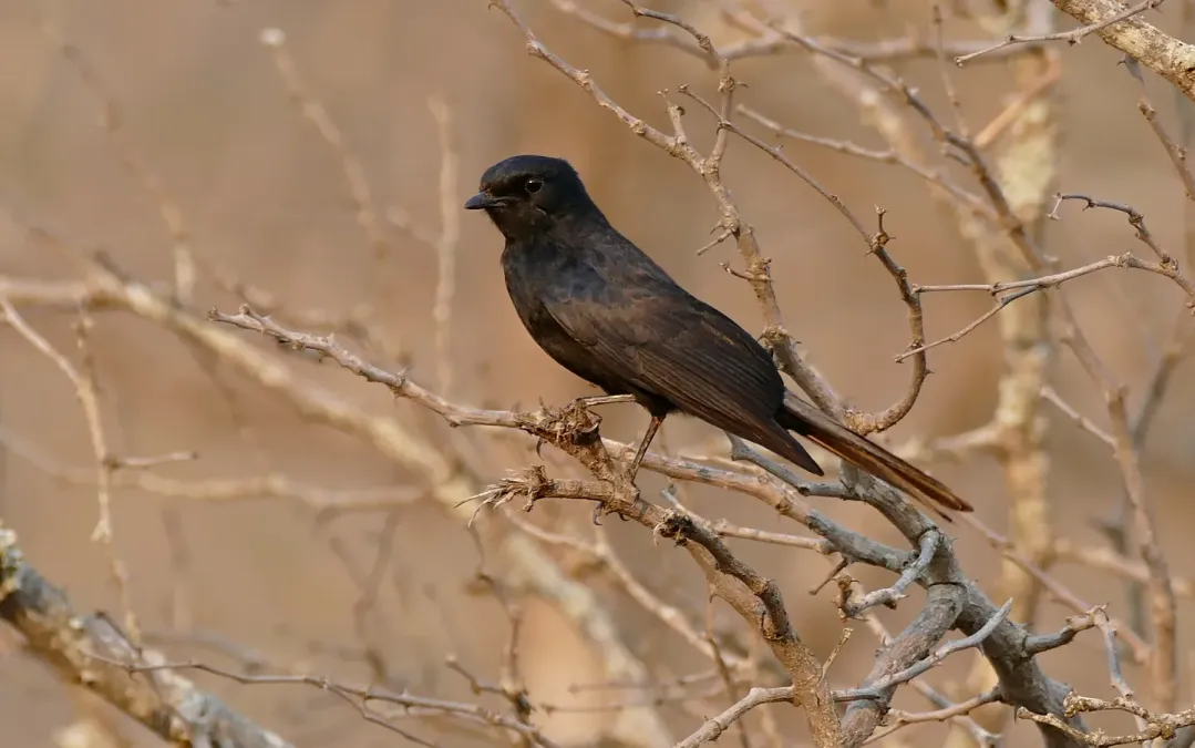 File:Southern Black Flycatcher (Melaenornis pammelaina) (31453960273).jpg