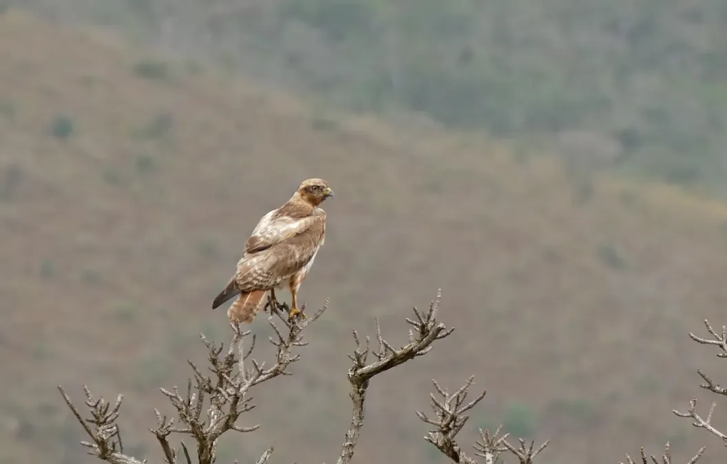 File:Jackal Buzzard (Buteo rufofuscus) immature (32126652941).jpg