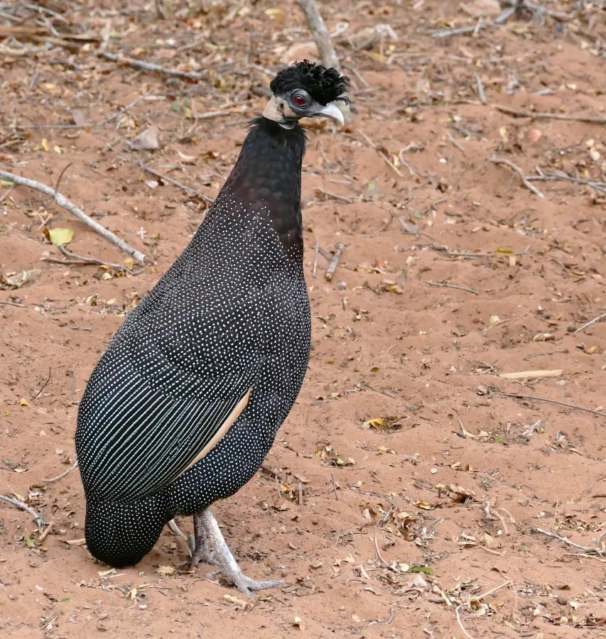 File:Crested Guineafowl (Guttera edouardi) (32087177461).jpg