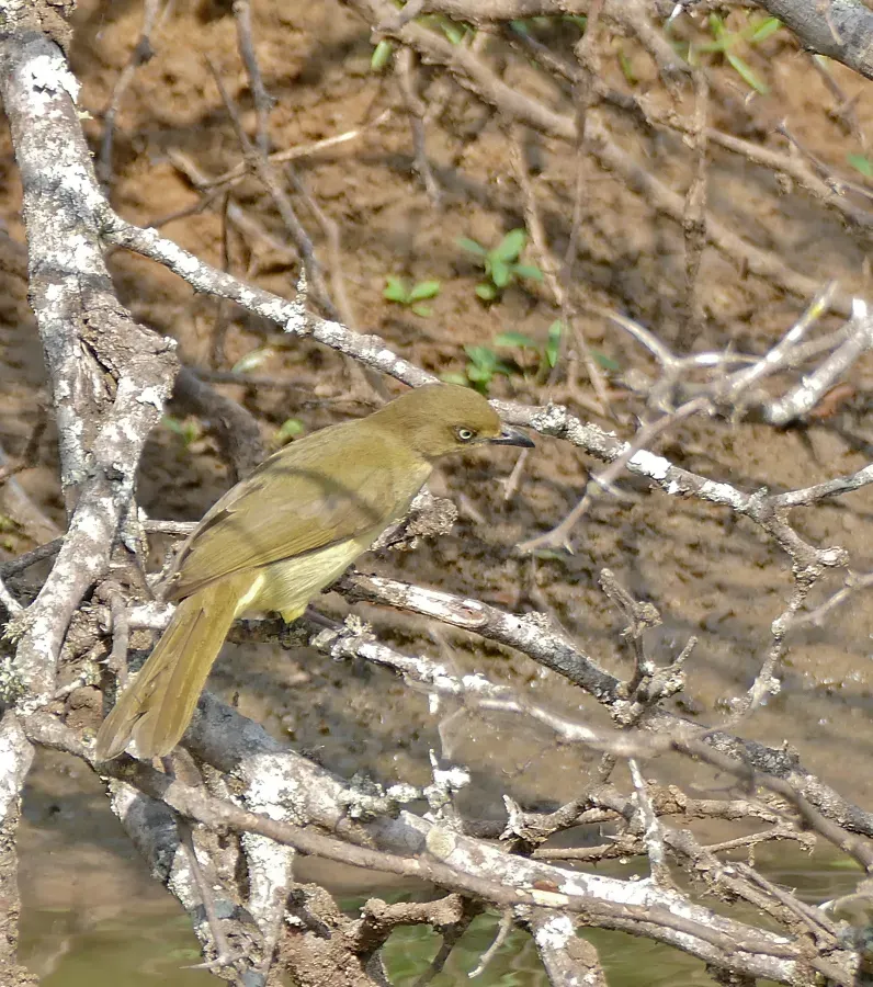 File:Sombre Greenbul (Andropadus importunus) (32039937432).jpg