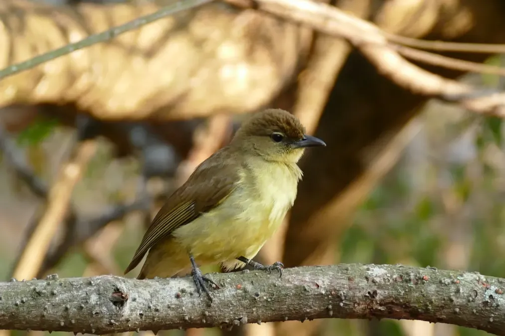 File:Yellow-bellied Greenbul (Chlorocichla flaviventris) (31828879262).jpg