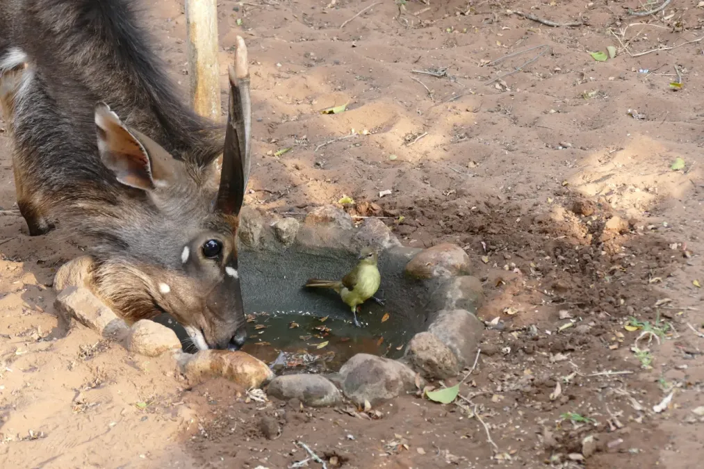 File:Nyala (Tragelaphus angasii) male and Yellow-bellied Greenbul (Chlorocichla flaviventris) coming to drink ... (31860180951).jpg