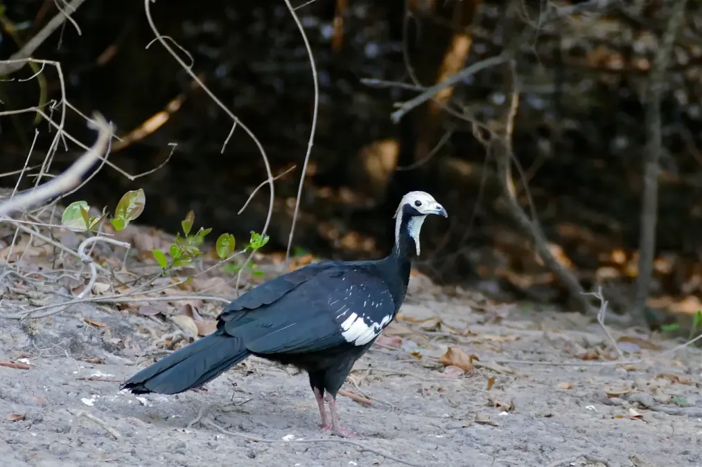 File:Blue-throated Piping Guan (Pipile cumanensis) (31841308005).jpg