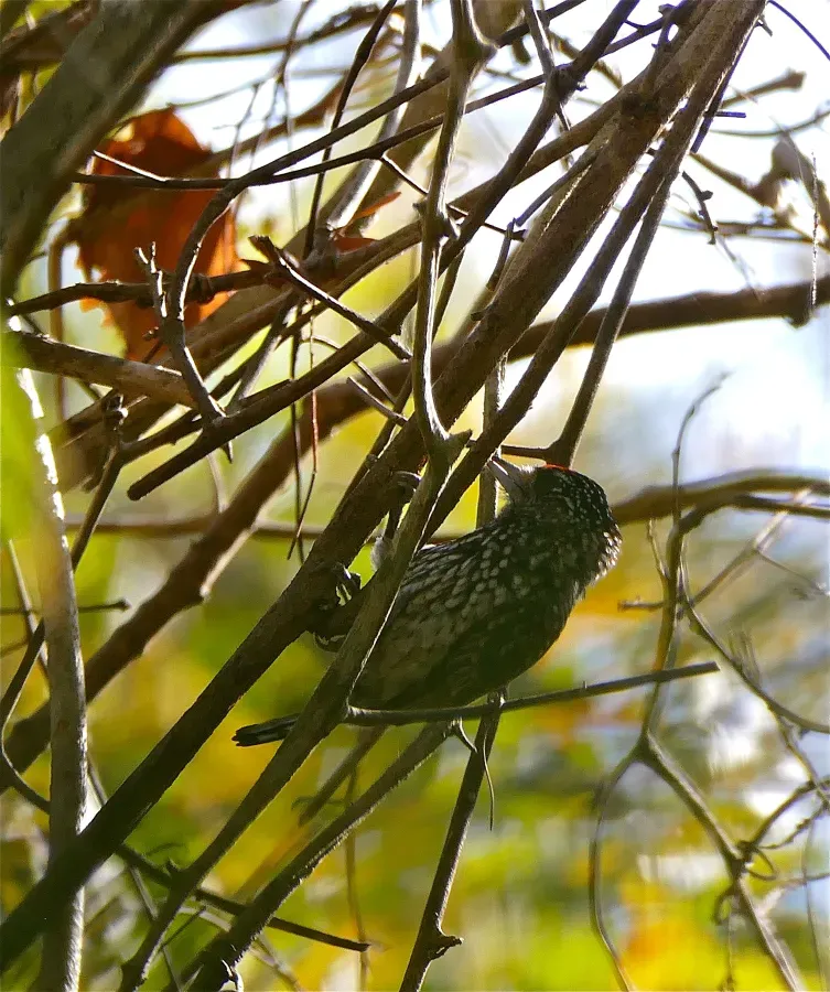 File:Wedge-tailed Piculet (Picumnus albosquamatus) male (record shot) (28579648196).jpg