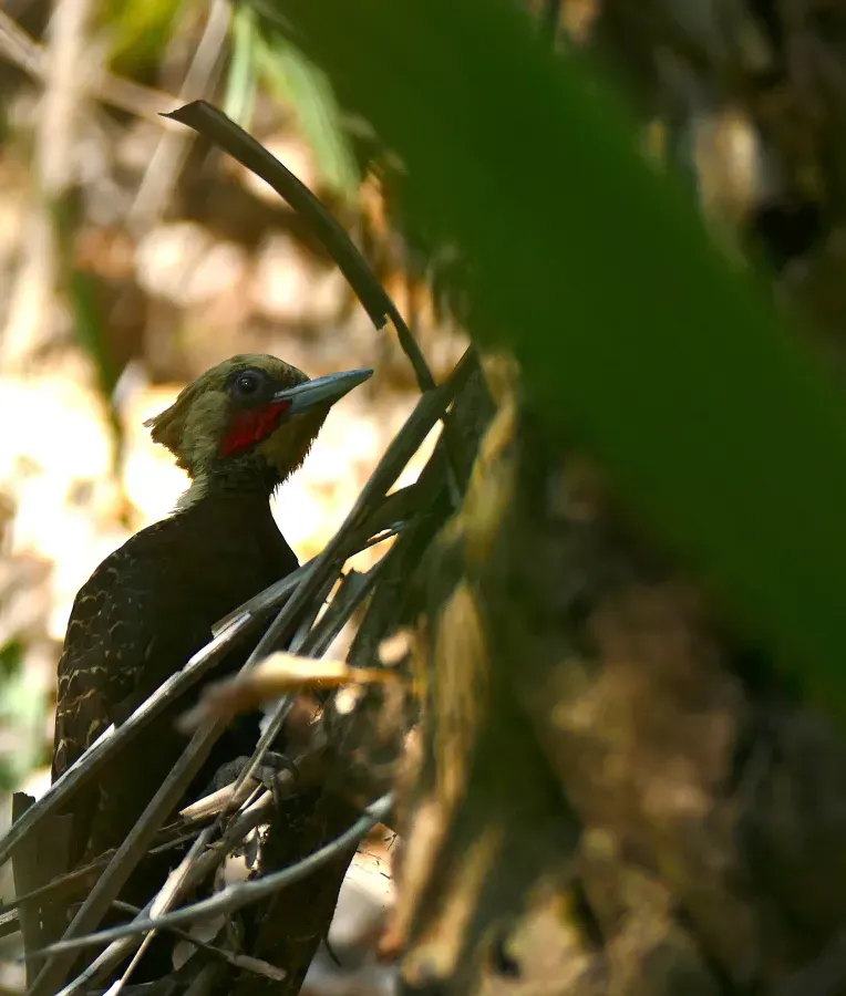 File:Pale-crested Woodpecker (Celeus lugubris) male (31787624716).jpg
