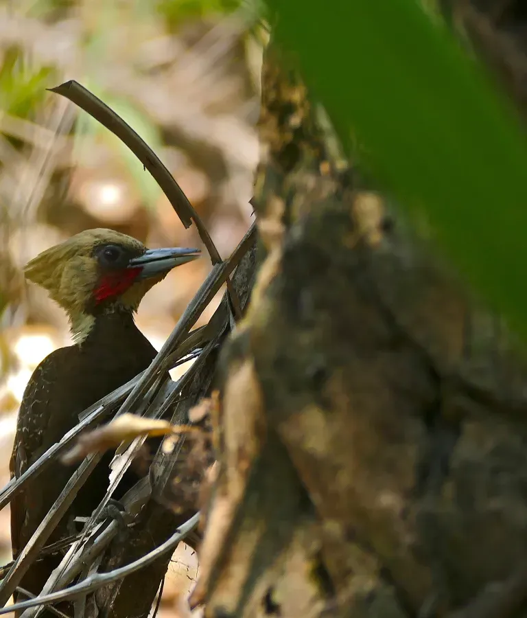 File:Pale-crested Woodpecker (Celeus lugubris) male (30984498984).jpg