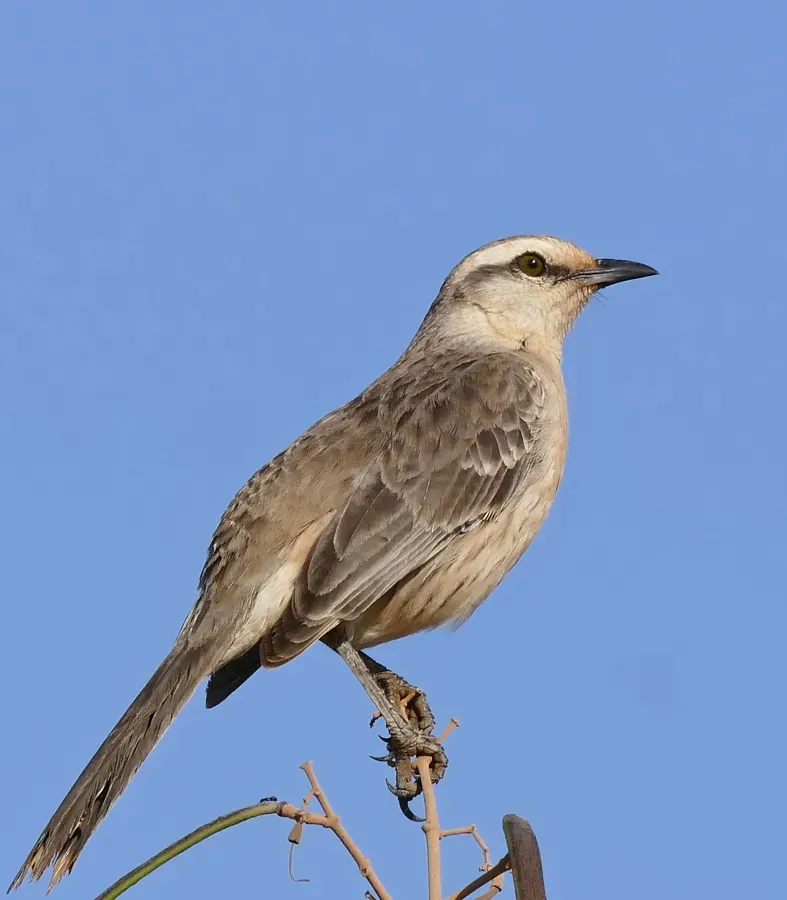 File:Chalk-browed Mockingbird (Mimus saturninus) (31676507242).jpg