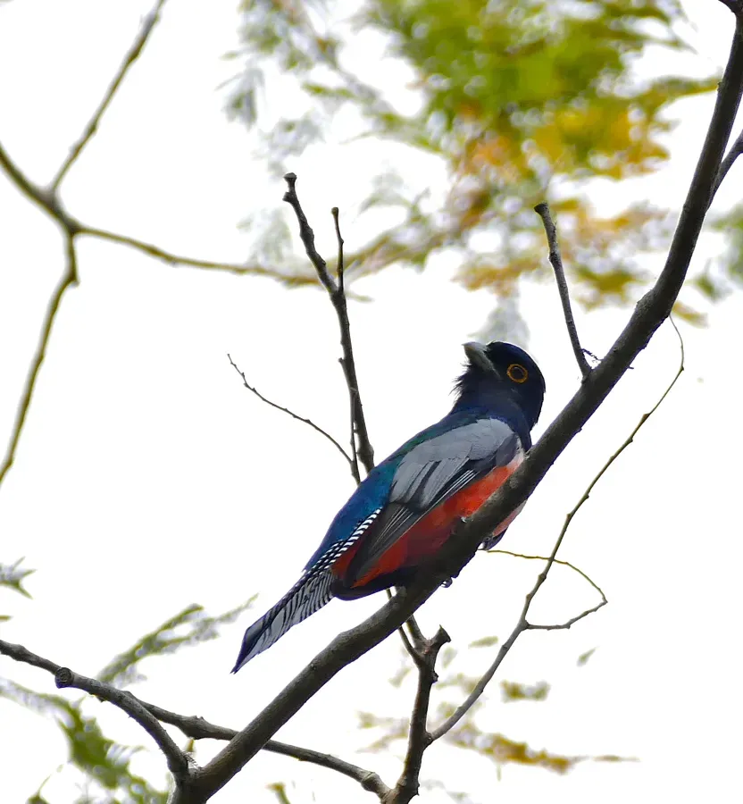 File:Blue-crowned Trogon (Trogon curucui) male (31820099065).jpg