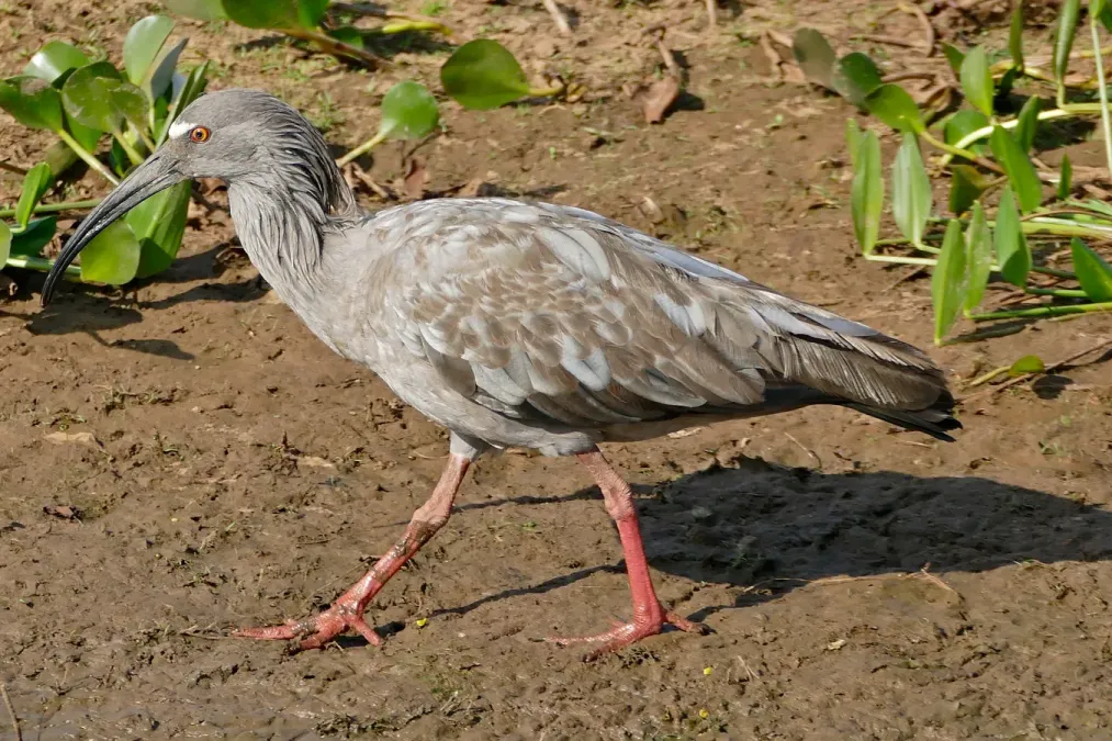 File:Plumbeous Ibis (Theristicus caerulescens) (31418983500).jpg