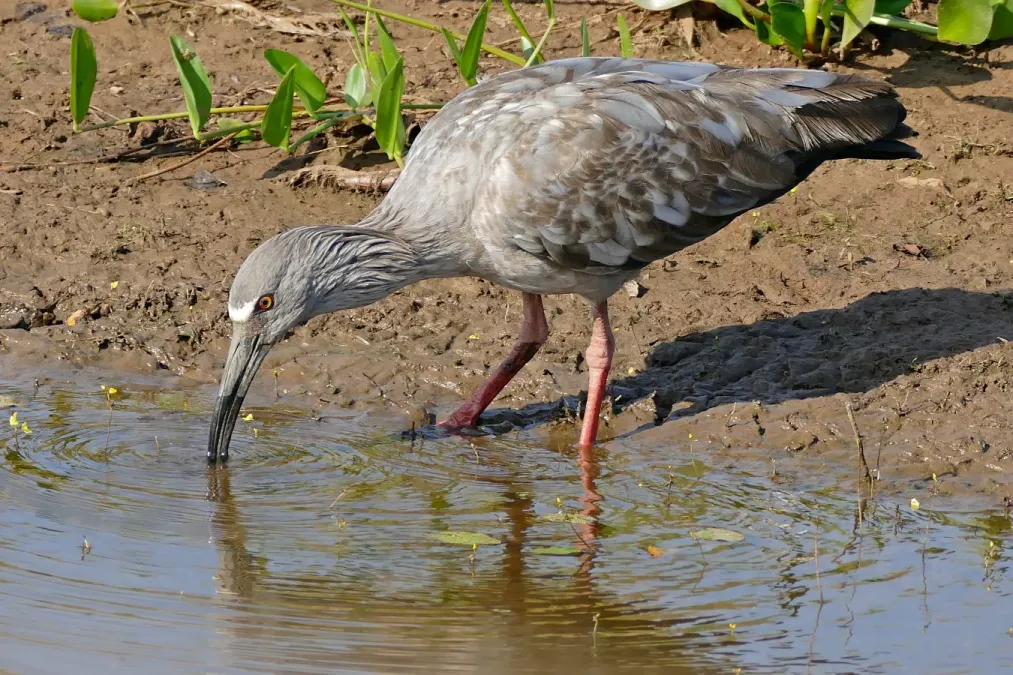 File:Plumbeous Ibis (Theristicus caerulescens) (31644212972).jpg