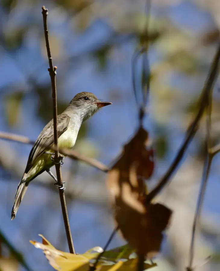 File:Swainson's Flycatcher (Myiarchus swainsoni) (30946194034).jpg