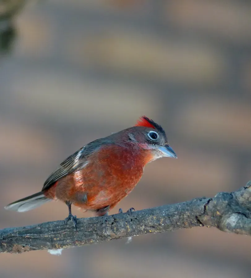 File:Red-crested Finch (Coryphospingus cucullatus) male (30975133753).jpg