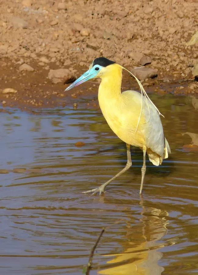 File:Capped Heron (Pilherodius pileatus) (31412280000).jpg