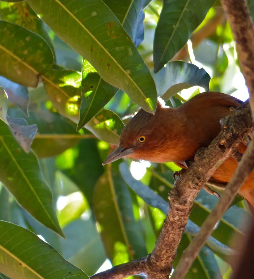 File:Grey-crested Cacholote (Pseudoseisura unirufa) (31747651656).jpg