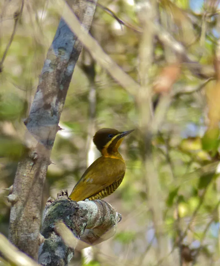 File:Golden-green Woodpecker (Piculus chrysochloros) female (31746759736).jpg