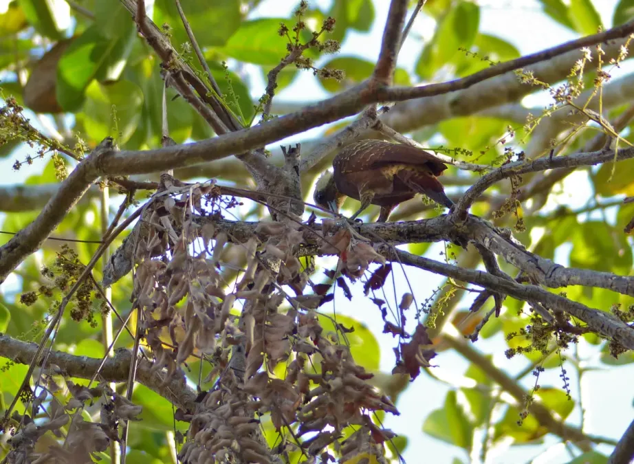 File:Pale-crested Woodpecker (Celeus lugubris) female (30939877124).jpg