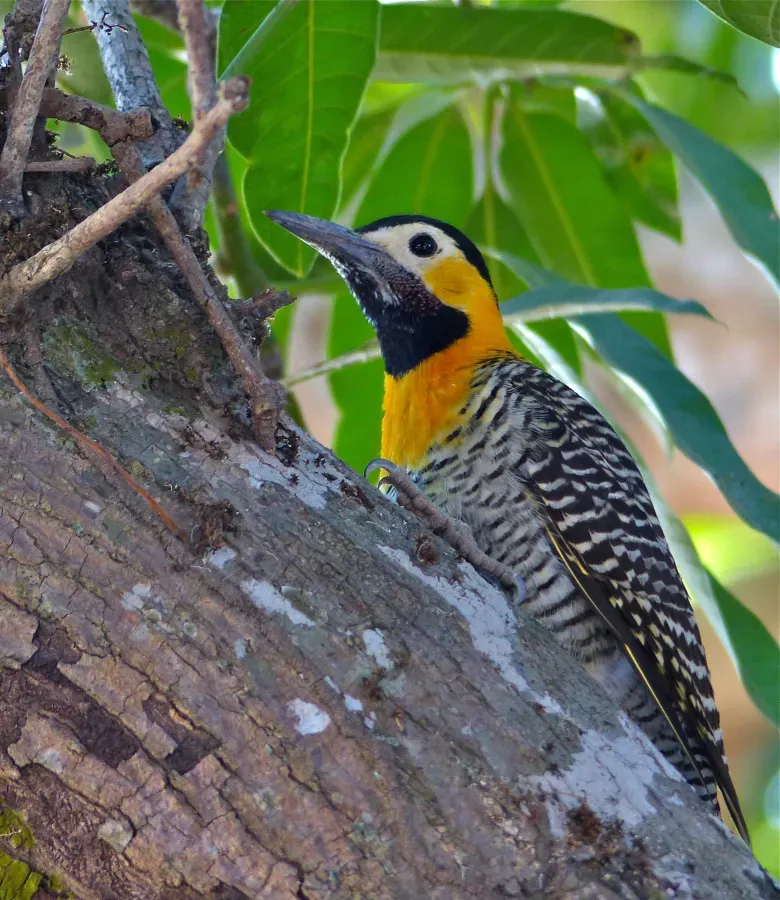 File:Campo Flicker (Colaptes campestris) male (30938518864).jpg