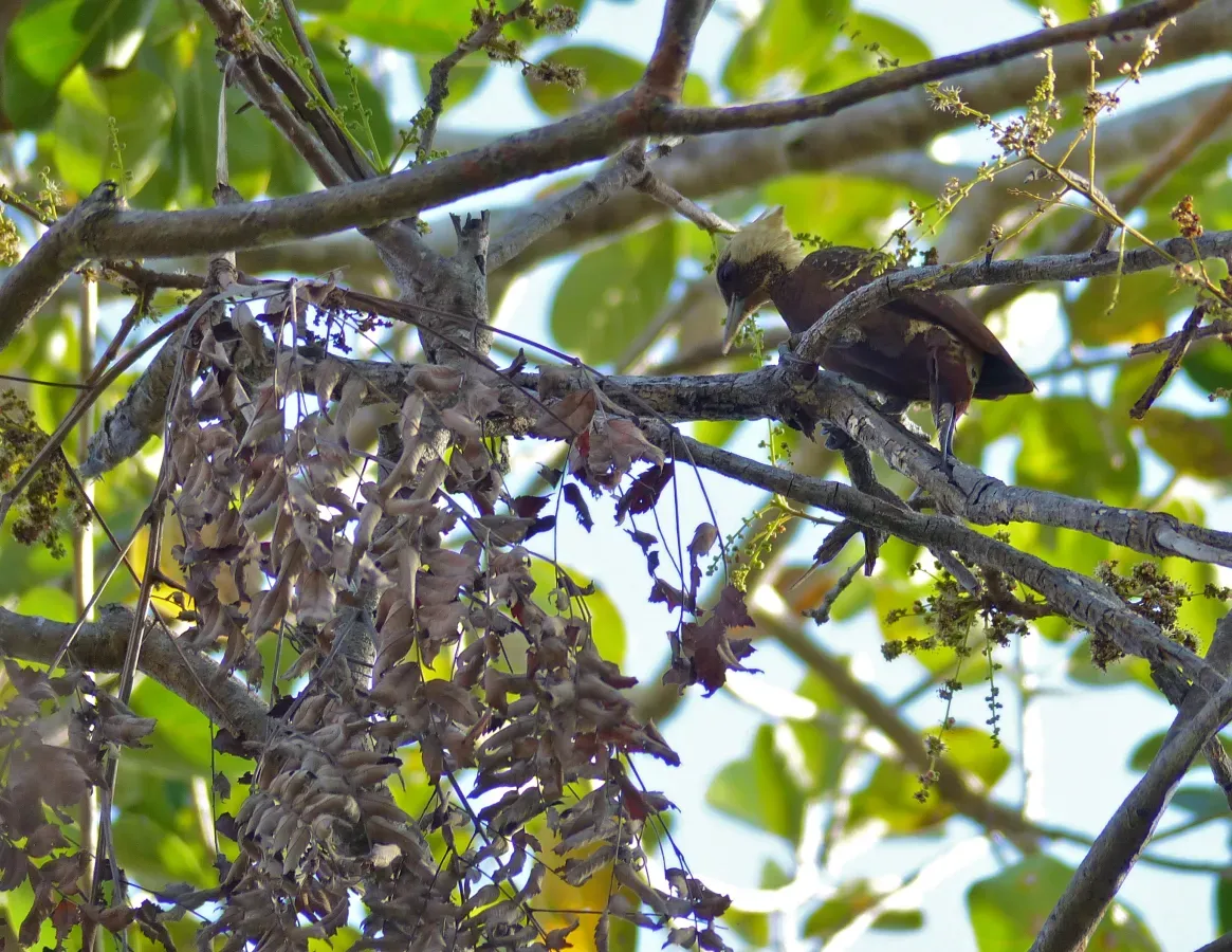 File:Pale-crested Woodpecker (Celeus lugubris) female (31634013922).jpg