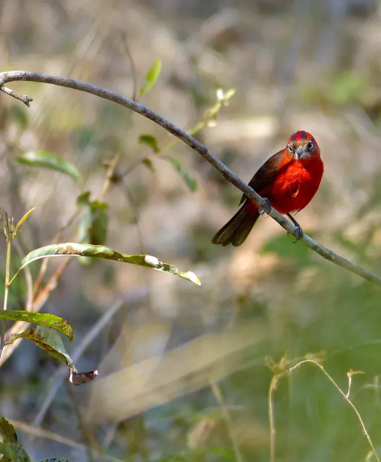 File:Red-crested Finch (Coryphospingus cucullatus) male (31406670170).jpg
