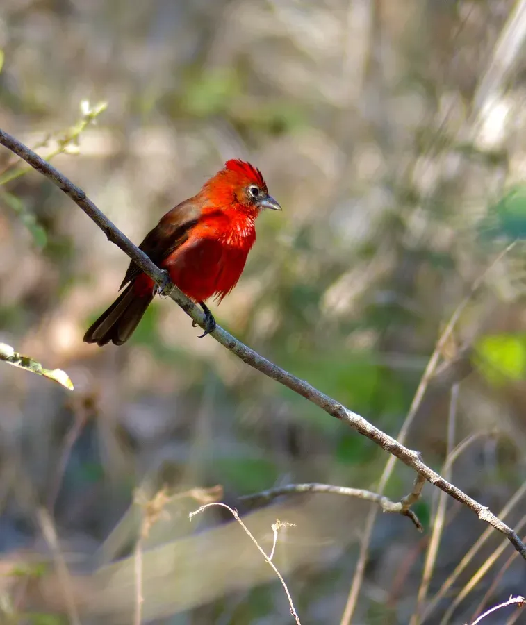 File:Red-crested Finch (Coryphospingus cucullatus) male (31662761621).jpg