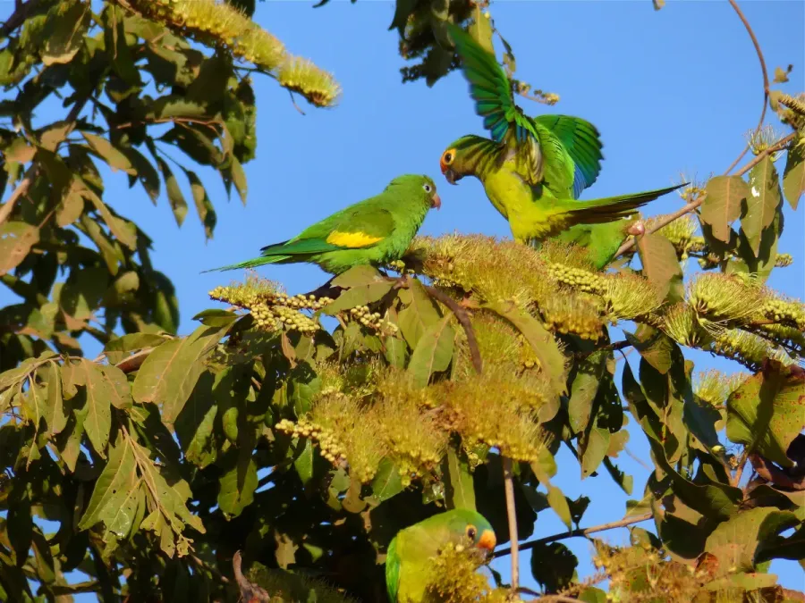 File:Yellow-chevroned Parakeet (Brotogeris chiriri)(Left) and Peach-fronted Parakeet (Aratinga aurea)(Right) on Combretum flowers ... (31780261625).jpg