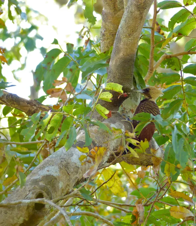 File:Pale-crested Woodpecker (Celeus lugubris) female (31778734875).jpg