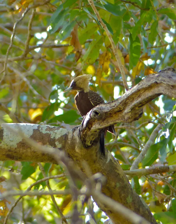 File:Pale-crested Woodpecker (Celeus lugubris) female (31406339240).jpg