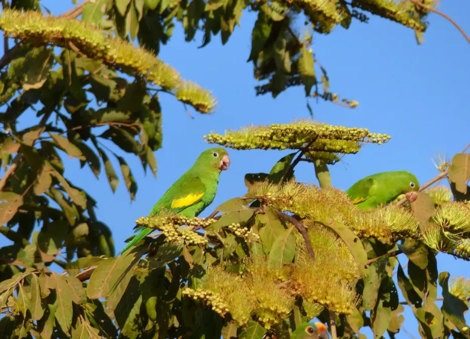 File:Yellow-chevroned Parakeets (Brotogeris chiriri) on Combretum flowers ... (31743137326).jpg