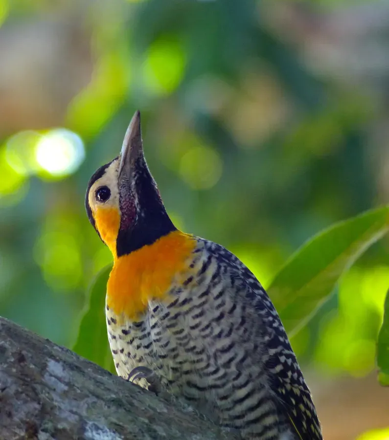 File:Campo Flicker (Colaptes campestris) male (31742803976).jpg
