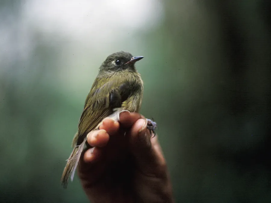 File:Mionectes striaticollis -NBII Image Gallery-a00255.jpg