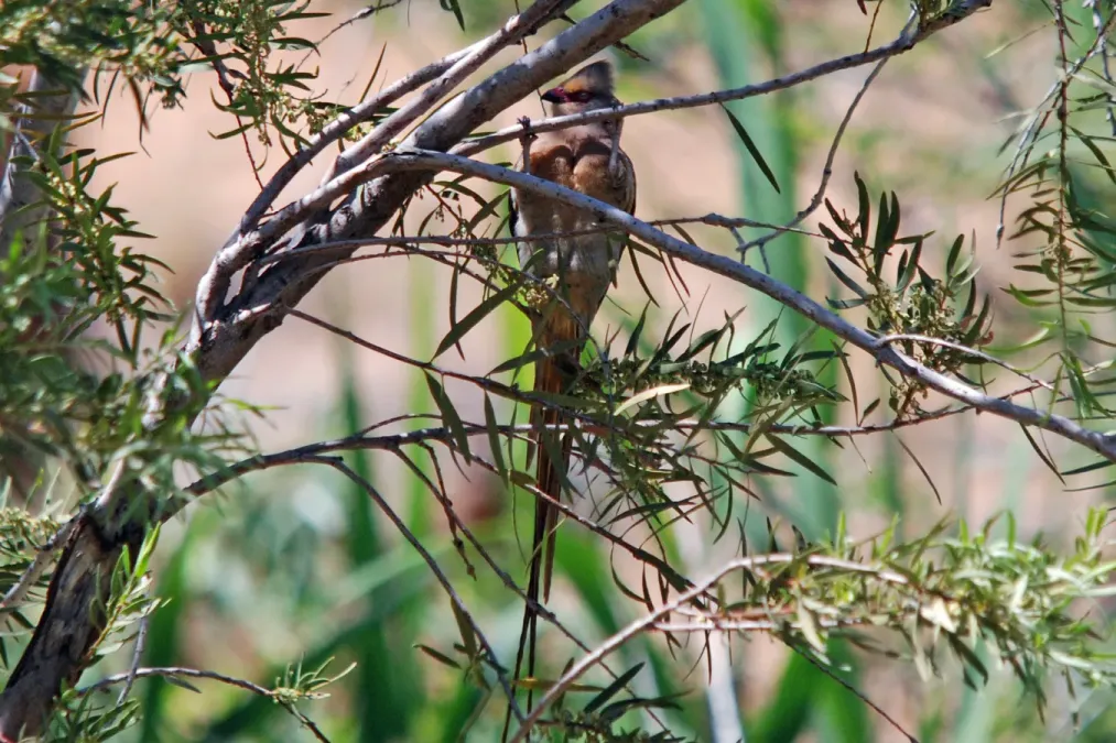 File:Red-faced Mousebird (Urocolius indicus) hanging in tree, front view.jpg