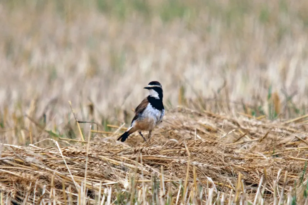 File:Capped Wheatear (Oenanthe pileata) on ground.jpg