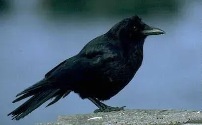 File:Corvus brachyrhynchos 2.jpg