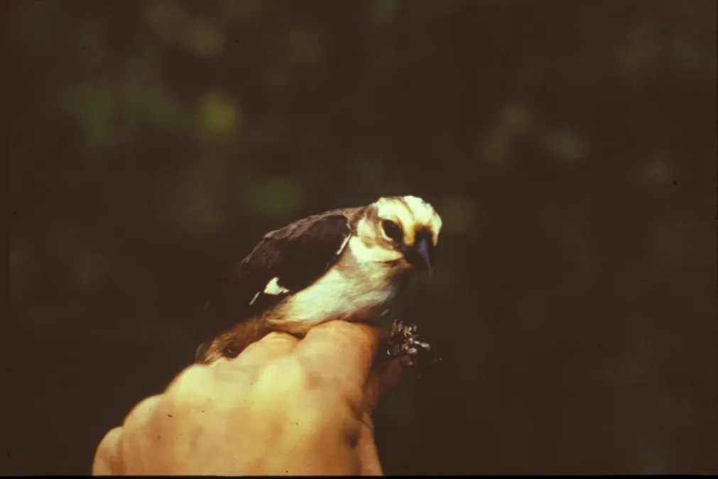 File:NBII Image Gallery -Atlapetes pallidiceps-a00272.jpg