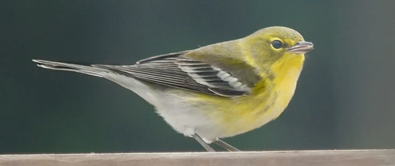 File:Pine Warbler Setophaga pinus on a birdtable.jpg
