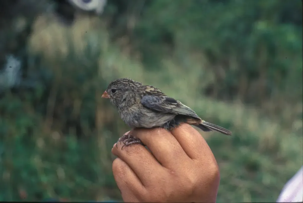 File:NBII Image Gallery -Catamenia inornata-a00269.jpg
