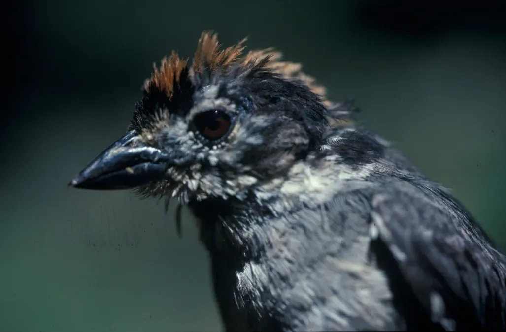 File:Atlapetes leucopterus -NBII Image Gallery-a00293.jpg