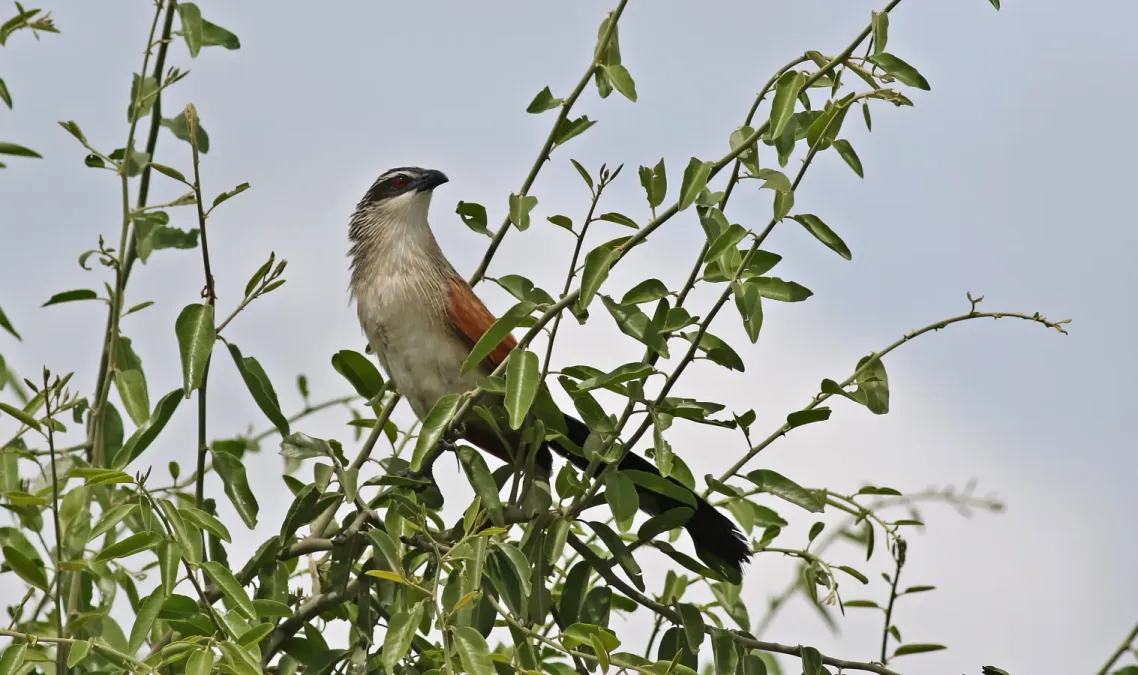 File:White-browed coucal, Centropus superciliosus, at Chobe National Park, Botswana (32278713766).jpg